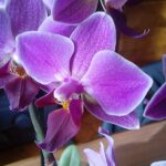 V Botanické zahradě bude výstava „Orchideje, poklady vietnamské džungle“